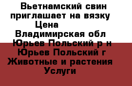 Вьетнамский свин приглашает на вязку › Цена ­ 1 000 - Владимирская обл., Юрьев-Польский р-н, Юрьев-Польский г. Животные и растения » Услуги   